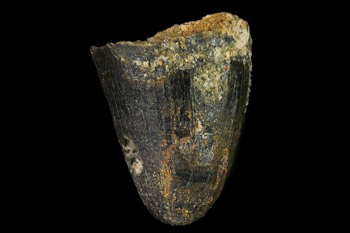 Cretaceous Fossil Crocodile Tooth - Morocco #140541